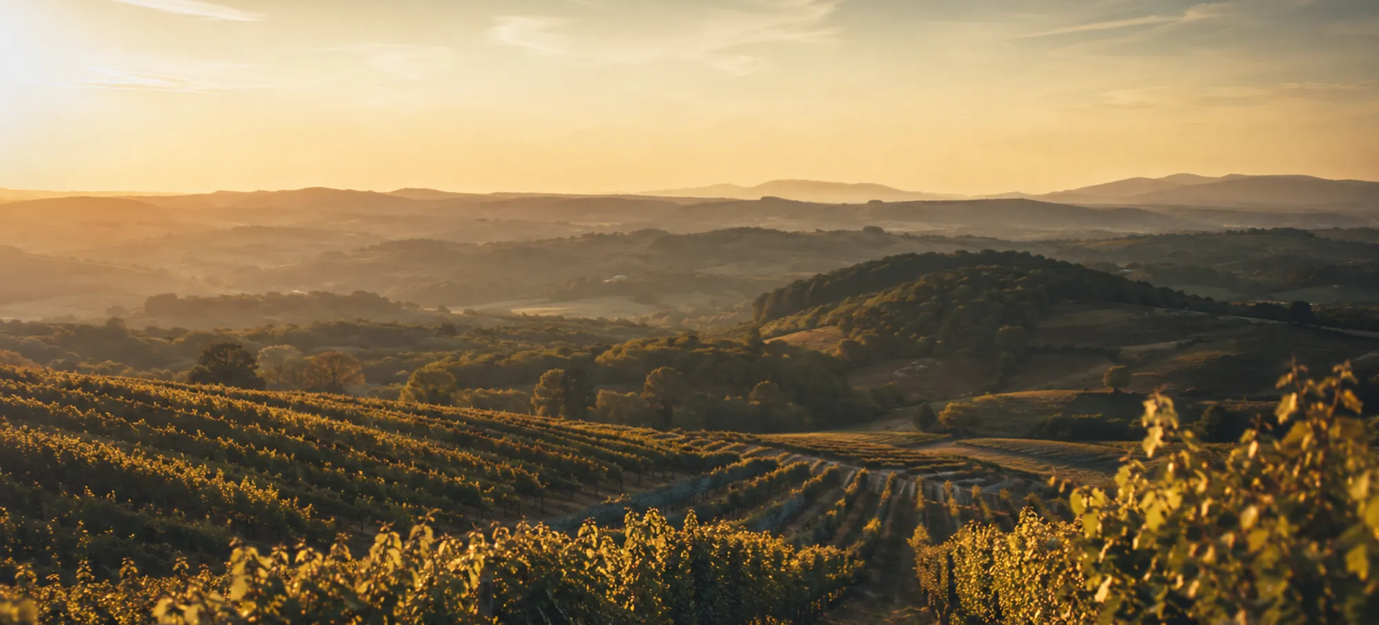 Vignobles vallonnés d'Occitanie au coucher du soleil
